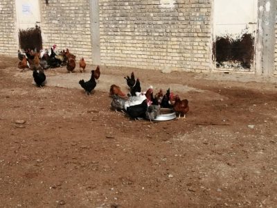 طرح مبارزه با بیماری نیوکاسل در شمال فارس