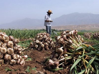 برداشت سیر در شهرستان بیضا