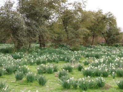 برداشت گل از بزرگترین نرگس زار دیم کشور