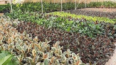 صادرات گیاهان آپارتمانی از مرودشت به بحرین