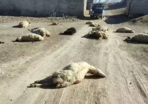 تلف شدن ۵۰ گوسفند بر اثر مسمومیت در بوانات