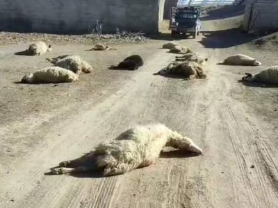 تلف شدن ۵۰ گوسفند بر اثر مسمومیت در بوانات