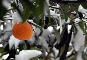سرماو یخبندان در کمین کشاورزان فارس