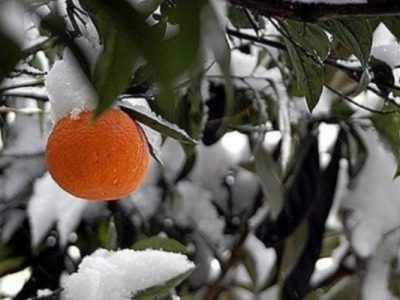 سرماو یخبندان در کمین کشاورزان فارس