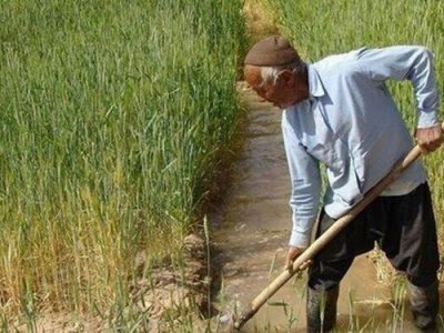 کشاورزی فرصت تجاری دوجانبه برزیل و ایران