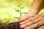 ۲۵۰ هزار اصله نهال در مرودشت آماده عرضه به متقاضیان