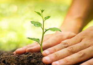 ۲۵۰ هزار اصله نهال در مرودشت آماده عرضه به متقاضیان