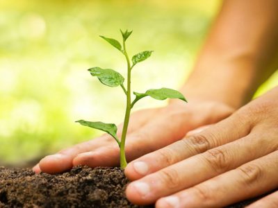 ۲۵۰ هزار اصله نهال در مرودشت آماده عرضه به متقاضیان