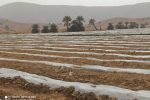 آغاز کشت گوجه فرنگی در قیروکارزین
