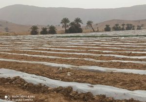 آغاز کشت گوجه فرنگی در قیروکارزین
