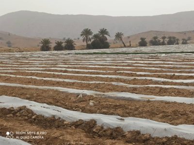 آغاز کشت گوجه فرنگی در قیروکارزین