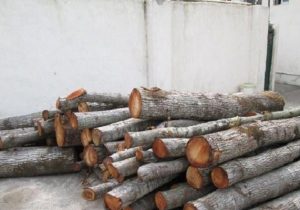 کشف چوب جنگلی  قاچاق در جهرم