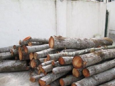 کشف چوب جنگلی  قاچاق در جهرم
