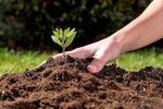 کودی های شیمیایی فسفر و پتاس ۴۵ درصد کاهش قیمت خواهد داشت