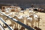 پرورش بزسانن درآباده
