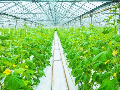 افتتاح گلخانه سبزی و صیفی در بیضا