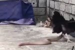دفاع جانانه مادر از جوجه های خود