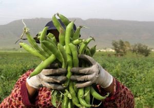 برداشت باقلا در کازرون