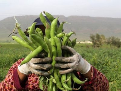 برداشت باقلا در کازرون