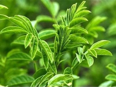 استان فارس رتبه اول تولید شیرین‌بیان در کشور