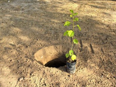 کاشت ۱۵ هزار اصل نهال در ارتفاعات شیراز