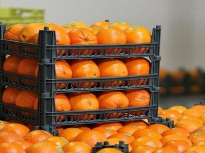 توزیع میوه تنظیم بازار در فارس از امروز ۲۶ اسفند