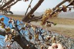 خسارت سرما به کشاورزی آباده