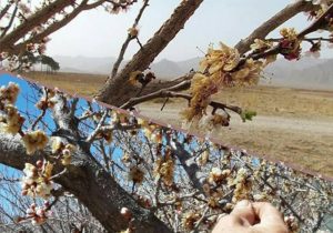 خسارت سرما به کشاورزی آباده