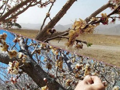 خسارت سرما به کشاورزی آباده