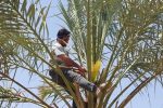 آغاز گرده افشانی ۲هزار ۷۰۰ هکتاری نخیلات در خنج