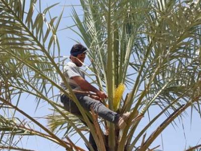 آغاز گرده افشانی ۲هزار ۷۰۰ هکتاری نخیلات در خنج