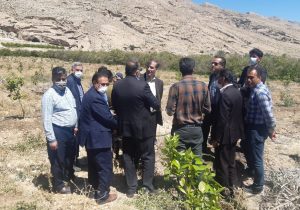 تولید نهال گواهی شده در ایستگاه تحقیقات کشاورزی داراب