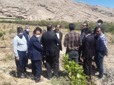 تولید نهال گواهی شده در ایستگاه تحقیقات کشاورزی داراب