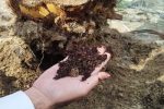 جولان سوسک سرخرطومی حنایی همچنان در نخلستان های شهرستان خنج