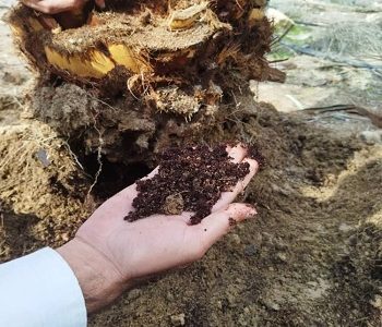جولان سوسک سرخرطومی حنایی همچنان در نخلستان های شهرستان خنج