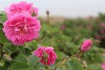 آغاز خرید توافقی گل محمدی در فارس