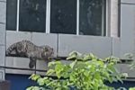 سرگردانی پلنگ در خیابان