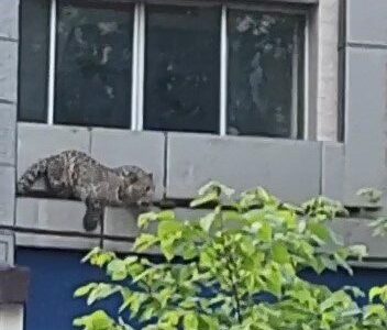 سرگردانی پلنگ در خیابان