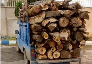 کشف ۲۰ تن چوب بلوط قاچاق در کازرون