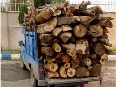 کشف ۲۰ تن چوب بلوط قاچاق در کازرون