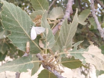 پروانه برگ خوار آفت جنگل های بلوط فارس