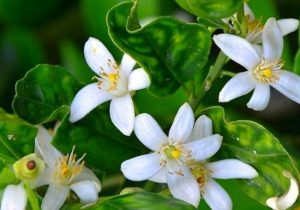 برداشت بهار از نارنجستان های فارس
