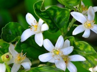 برداشت بهار از نارنجستان های فارس