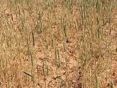 26 هکتار گندم دیم در کازرون از بین رفت