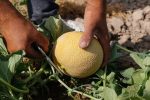 برداشت شمام در شهرستان فراشبند