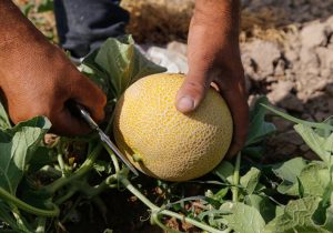 برداشت شمام در شهرستان فراشبند