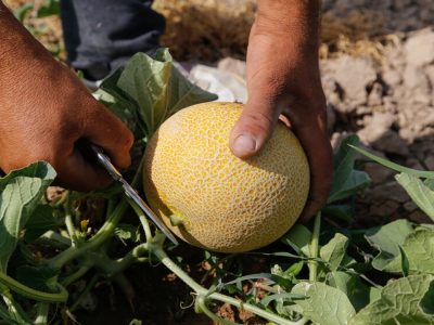 برداشت شمام در شهرستان فراشبند