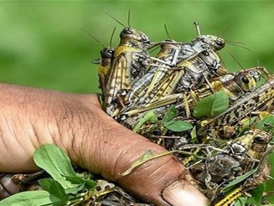 مبارزه با ملخ در مزارع ۴ شهرستان فارس