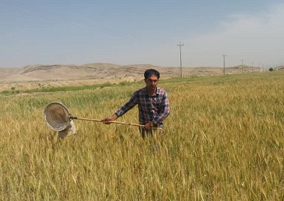مبارزه با سن غلات در مزارع فیروزآباد