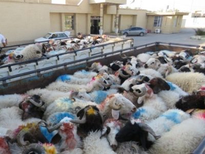 ۲ کامیون حامل احشام قاچاق توقیف شد
